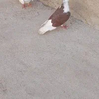 کبوتر