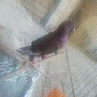 سلام و درود. یک کبوتر پیدا شده