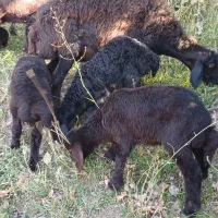 میش جوان بره دار