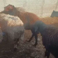 ۸عدد بره نر|حیوانات مزرعه|کرج, کیانمهر|دیوار