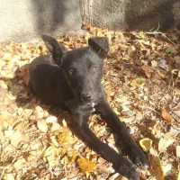 یک جفت توله نر و ماده مالینویز ۳هه|سگ|مشهد, شهرک صنعتی توس|دیوار