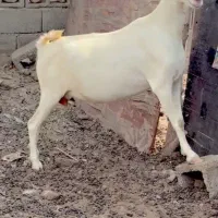 صلاله