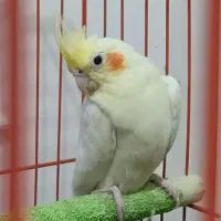 عروس هلندی جفت