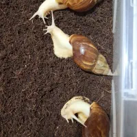 ۳عدد مولدبزرگ  ۲۰۰عدد کوچک وبزرگ