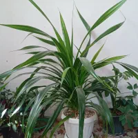 گل فروشی صحیح سالم