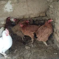 قاز محلی و مرغ محلی فریک|حیوانات مزرعه|تاکستان, |دیوار