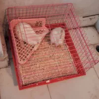خرگوش بازیگوش