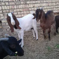 بزغاله دورگ|حیوانات مزرعه|جعفرآباد, |دیوار