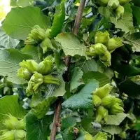 فندق ماکادمیا ،فندق فرتل و سنجد|خدمات باغبانی و درختکاری|چالوس, |دیوار