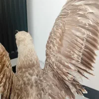 دکوری برا مغازه|مجسمه، تندیس، ماکت|زنجان, |دیوار