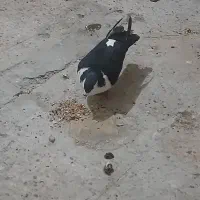 کفتر کلاغدم|پرنده|مشهد, نیزه|دیوار