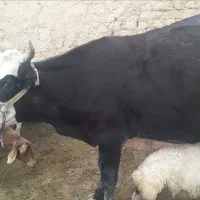 گاوع ماده