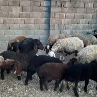 میش بره دار|حیوانات مزرعه|ارسنجان, |دیوار