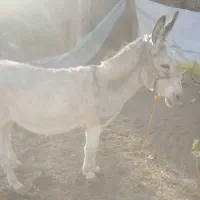 الاغ ماده گله ی وساکت به علت نداشتن جا|حیوانات مزرعه|گیان, |دیوار