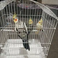 ۳تا طوطی عروس با قفس|پرنده|تهران, کرمان|دیوار