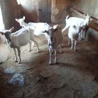 بز سانن|حیوانات مزرعه|کوزران, |دیوار