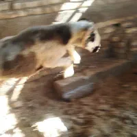 بره قوچ بختیاری اصل|حیوانات مزرعه|سیدان, |دیوار