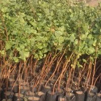 نهال پسته|خدمات باغبانی و درختکاری|قم, کلهری|دیوار