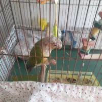 پرنده زینتی   طوطی گرینچیک نر ه سخنگو