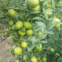 فروش باغ گچساران کلاغ نشین موقعیت عالی