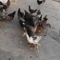 مرغ خروس وغازمحلی سالم|حیوانات مزرعه|دزفول, |دیوار