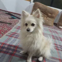 فروش سگ پامر دم روباهی