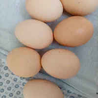 تخممرغ محلی