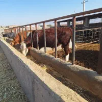 سمینتال نر شرابی نژاداصیل|حیوانات مزرعه|میانه, |دیوار