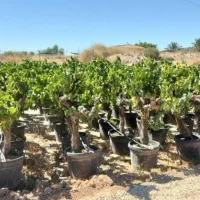 نهال های انگور ۶الی ۷ ساله باغ شما رابر میداریم