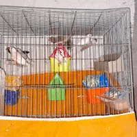 مرغ عشق مولد و فنج|پرنده|برخوار, |دیوار