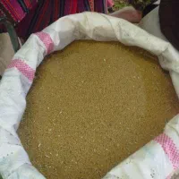 تخم یونجه درجه یک