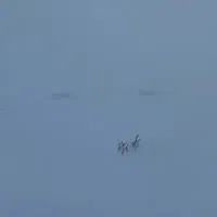 زمین های منصوری