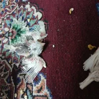 فنچ|پرنده|خمینیشهر, |دیوار