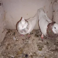 کبوتر طوقی