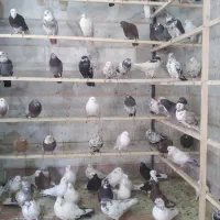 پرنده سرای عمو کاظم|پرنده|چهاردانگه (تهران), |دیوار