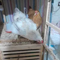 مرغ برهما