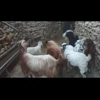 حیوان داشتی