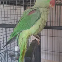 طوطی اسکندر