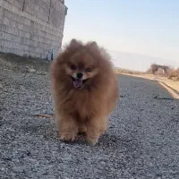 پامر خرسی اصیل نر