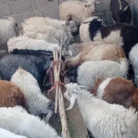 فروش کهره یکدست نر