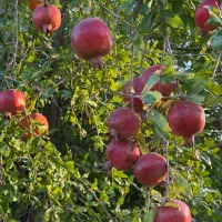 ۱۰۰۰ متر باغ آبگویه|فروش زمین و ملک کلنگی|جنت, |دیوار