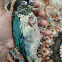 جوجه گرینچیک آبی|پرنده|آبیک, |دیوار
