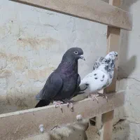 کبوتر پرشی|پرنده|پاکدشت, پاکدشت (مامازند)|دیوار