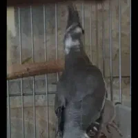 عروس هلندی|پرنده|بندر گناوه, |دیوار