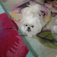 سگ پیکینز امپریال نر یکساله