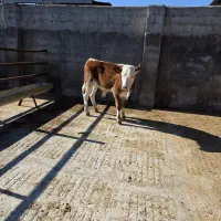 گوساله سیمینتال|حیوانات مزرعه|پل سفید, |دیوار