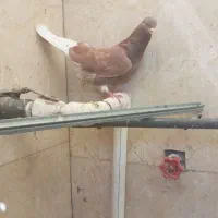 کفتر پرشی