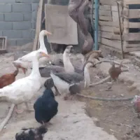 غاز و قوغاز|حیوانات مزرعه|پیشوا, |دیوار