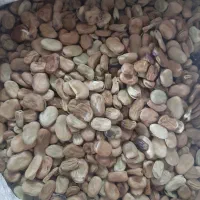 بذر باقاله