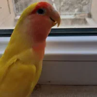 طوطی برزیلی